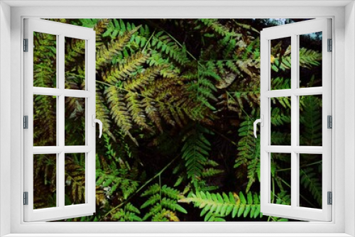 Fototapeta Naklejka Na Ścianę Okno 3D - Green-yellow fern. Autumn dying fern