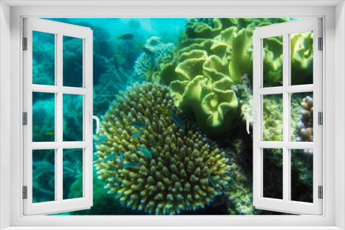 Fototapeta Naklejka Na Ścianę Okno 3D - Underwater Life of Great Barrier Reef