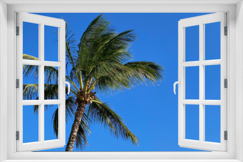 Fototapeta Naklejka Na Ścianę Okno 3D - Tropical background image with copy space featuring blue sky and palm tree.