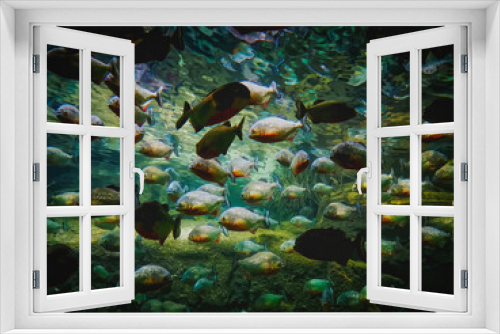 Fototapeta Naklejka Na Ścianę Okno 3D - banco de peces