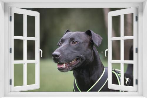 Fototapeta Naklejka Na Ścianę Okno 3D - patterdale terrier
