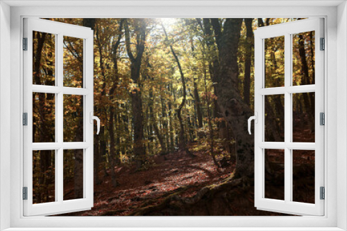 Fototapeta Naklejka Na Ścianę Okno 3D - Autumn forest road leaves fall in ground landscape on autumnal background in November. Scenery of nature with sunlight