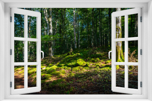 Fototapeta Naklejka Na Ścianę Okno 3D - Paisaje de bosque verde oscuro.Hermoso bosque con suelo cubierto de musgo y rayos de sol a través de los árboles