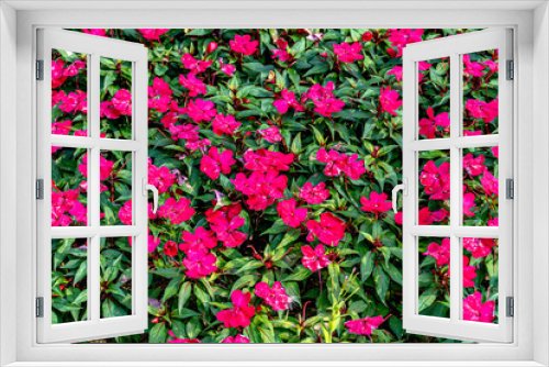 Fototapeta Naklejka Na Ścianę Okno 3D - czerwone kwiat ogrodowe i balkonowe kwitnące w sierpniu i wrześniu w Europie i Polsce