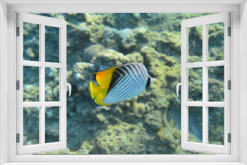 Fototapeta Naklejka Na Ścianę Okno 3D - Underwater view of the coral reef. Life in the ocean. School of fish. Coral reef and tropical fish in the Red Sea, Egypt. world ocean wildlife landscape.
