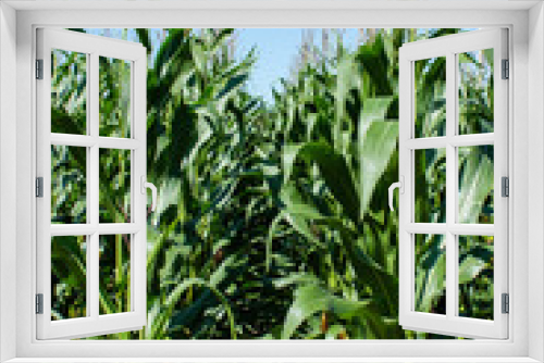 Fototapeta Naklejka Na Ścianę Okno 3D - Maispflanzen