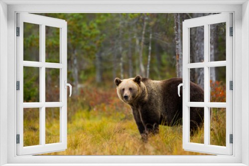 Fototapeta Naklejka Na Ścianę Okno 3D - Brown bear in Kuusamo, Lapland, Finland