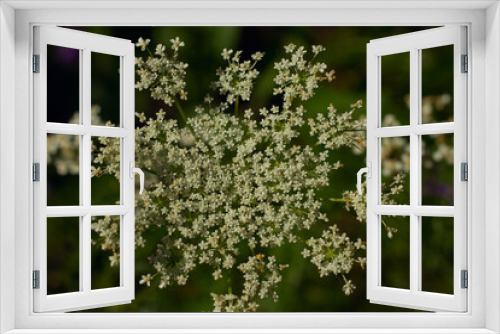 Fototapeta Naklejka Na Ścianę Okno 3D - white forest flower