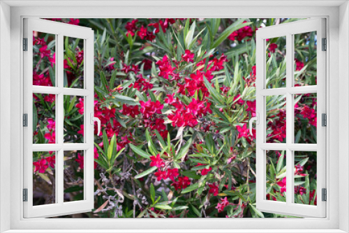 Fototapeta Naklejka Na Ścianę Okno 3D - Green bush of red flowers