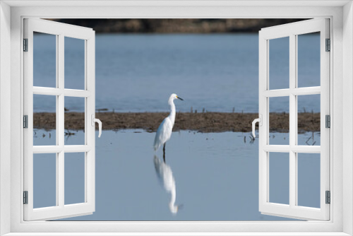 Fototapeta Naklejka Na Ścianę Okno 3D - Snowy Egret standing over its reflection near a lake sand bar