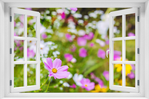 Fototapeta Naklejka Na Ścianę Okno 3D - Pink and White Blooming Cosmos Flowers Background 