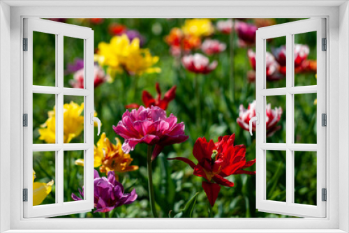 Fototapeta Naklejka Na Ścianę Okno 3D - red and yellow tulips