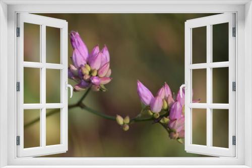 Fototapeta Naklejka Na Ścianę Okno 3D - flor lilás no Cerrado