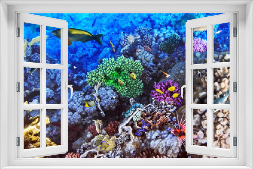 Fototapeta Naklejka Na Ścianę Okno 3D - Coral and fish in the Red Sea.Egypt