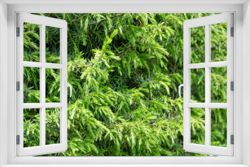 Fototapeta Naklejka Na Ścianę Okno 3D - Close-up Juniper Juniperus communis. Selective focuse on needles on juniper branches. Nature concept for design background.