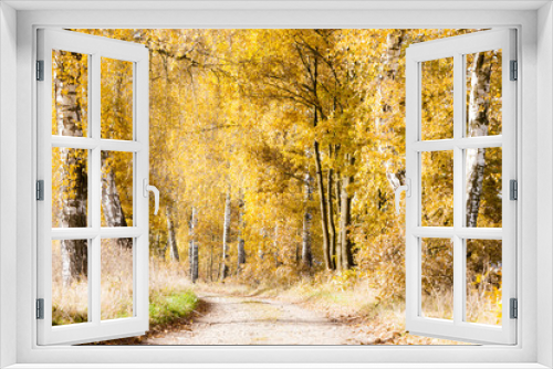 Fototapeta Naklejka Na Ścianę Okno 3D - autumnal birch alley