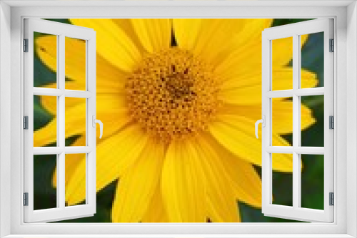 Fototapeta Naklejka Na Ścianę Okno 3D - kwiat, zółty, charakter, roślin, słonecznik, lato, kwiat, jardin, flora, kwiat, pomarańcz, makro, płatek, daisies, słońce, kwiat, beuty, bliska, roślin, jary, kwiatowy, jasny, bliska, barwa