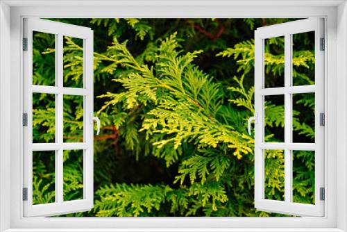 Fototapeta Naklejka Na Ścianę Okno 3D - green branches of thuja. evergreen coniferous plant. 