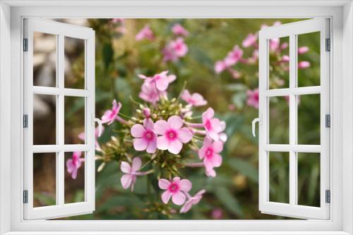 Fototapeta Naklejka Na Ścianę Okno 3D - Pink phloxes blossoming in the summer garden