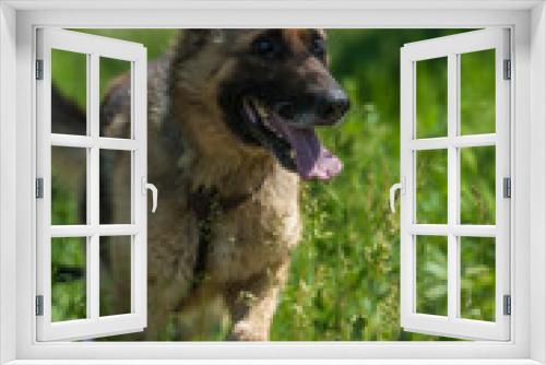 Fototapeta Naklejka Na Ścianę Okno 3D - blind german shepherd dog at animal shelter