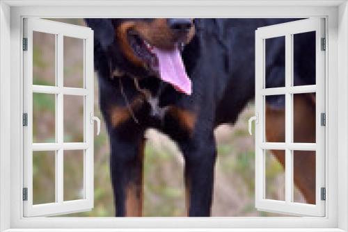 Fototapeta Naklejka Na Ścianę Okno 3D - beautiful large brown dog mestizo rottweiler
