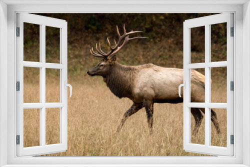 Fototapeta Naklejka Na Ścianę Okno 3D - Profile of Walking Bull Elk