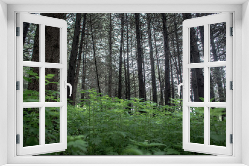 Fototapeta Naklejka Na Ścianę Okno 3D - arboles en bosques simetricos