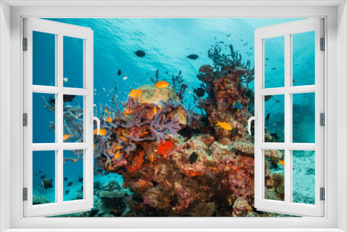 Fototapeta Naklejka Na Ścianę Okno 3D - Colorful underwater scene, beautiful coral reef scene with tiny tropical fish swimming among the underwater marine environment