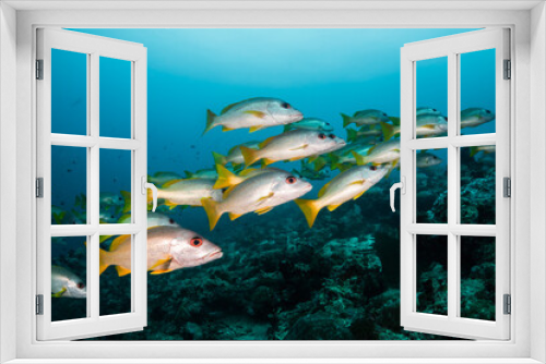 Fototapeta Naklejka Na Ścianę Okno 3D - Schooling fish in deep blue ocean. School of snappers swimming in blue ocean among coral reef