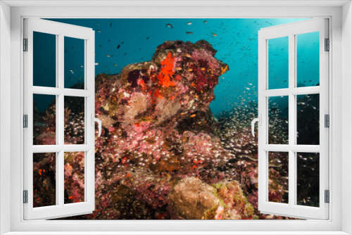 Fototapeta Naklejka Na Ścianę Okno 3D - Colorful underwater reef scene, schools of tropical fish swimming among coral reefs in tropical blue ocean