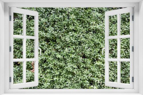 Fototapeta Naklejka Na Ścianę Okno 3D - background of green hedge