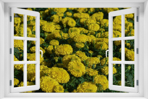 Fototapeta Naklejka Na Ścianę Okno 3D - Marigolds blooming in the front garden.
