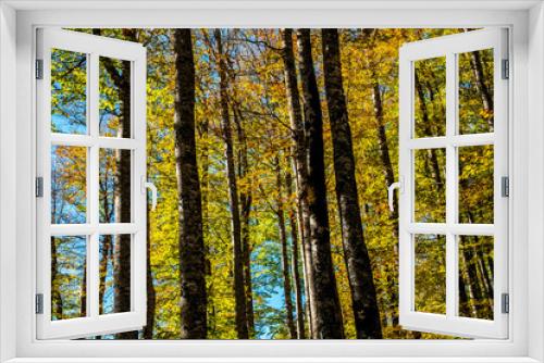 Fototapeta Naklejka Na Ścianę Okno 3D - The Irati forest, in the Pyrenees Mountains of Navarra, in Spain, a spectacular beech forest in the month of October