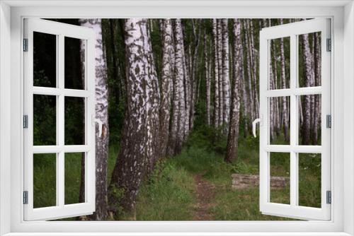 Fototapeta Naklejka Na Ścianę Okno 3D - landscape of birch grove