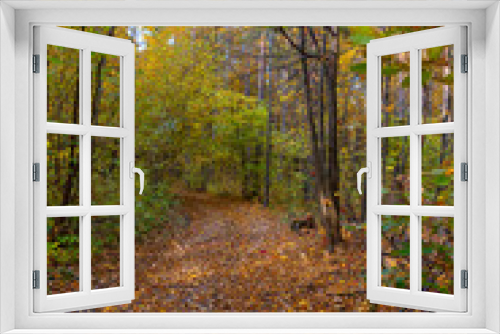 Fototapeta Naklejka Na Ścianę Okno 3D - Autumn landscape, forest in autumn, yellow leaves. Beautiful background or screen saver on the phone and computer