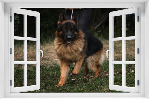 Fototapeta Naklejka Na Ścianę Okno 3D - Long haired shepherd dog is very beautiful running on grass in field. Charming fluffy black and red German Shepherd runs in ring at dog show with handler.
