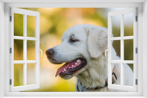 Fototapeta Naklejka Na Ścianę Okno 3D - Golden Retriever close-up portrait of cute puppy