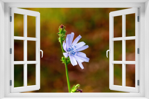 Fototapeta Naklejka Na Ścianę Okno 3D - blue wild flower in the garden