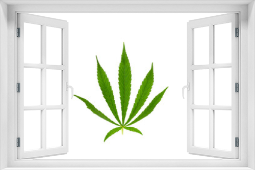 Fototapeta Naklejka Na Ścianę Okno 3D - Green marijuana leaves isolated on white background. The growing medical cannabis.