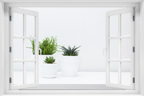 Fototapeta Naklejka Na Ścianę Okno 3D - Collection of various succulent plants in white pots. Potted cactus house plants on white shelf against white wall. Home floriculture concept.