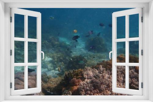 Fototapeta Naklejka Na Ścianę Okno 3D - インドネシア　世界遺産コモド国立公園　コモド島の魚