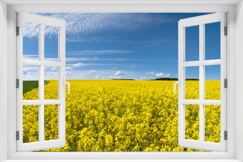 Fototapeta Naklejka Na Ścianę Okno 3D - Blick über ein gelb blühendes Rapsfeld in malerischer ländlicher Landschaft im Frühling 
