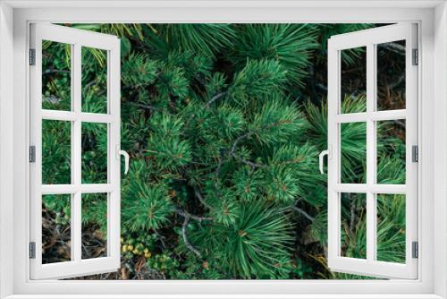 Fototapeta Naklejka Na Ścianę Okno 3D - Top view of a beautiful pine branch.Christmas pine tree wallpaper.