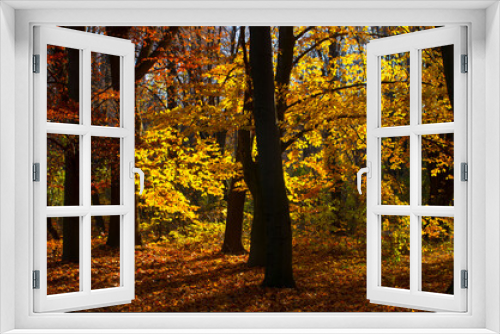 Fototapeta Naklejka Na Ścianę Okno 3D - Autumn mood in good weather in the park. Yellow leaves, trees. Walk in September