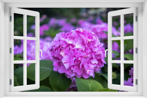 Fototapeta Naklejka Na Ścianę Okno 3D - purple hydrangea flowers