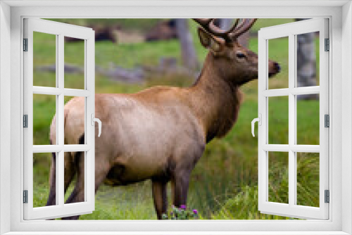 Fototapeta Naklejka Na Ścianę Okno 3D - Elk Stock Photo and Image. Close-up profile view in the field with blur forest background in its environment and habitat surrounding.