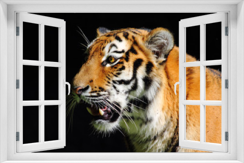 Fototapeta Naklejka Na Ścianę Okno 3D - The Eye of the Tiger