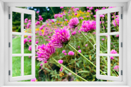 Fototapeta Naklejka Na Ścianę Okno 3D - Pink flowers in the garden
