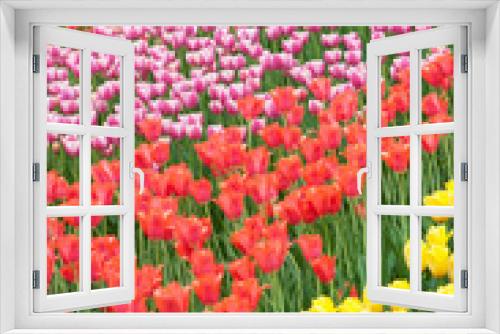 Fototapeta Naklejka Na Ścianę Okno 3D - tulips