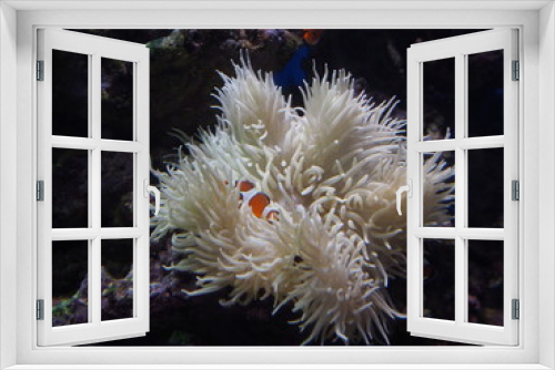 Fototapeta Naklejka Na Ścianę Okno 3D - fish in aquarium, Nemo is hiding, This picture will look good in your interior